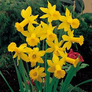 february gold daffodils