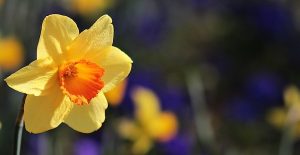 planting daffodils