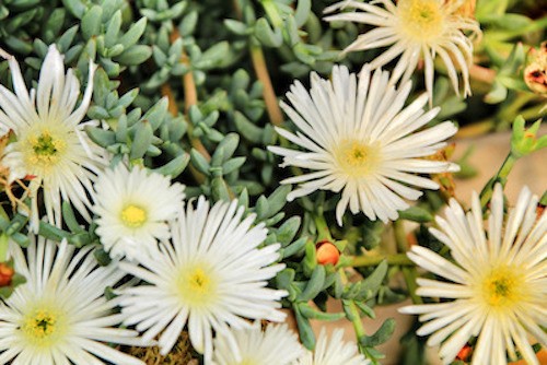 Mesembryanthemum species
